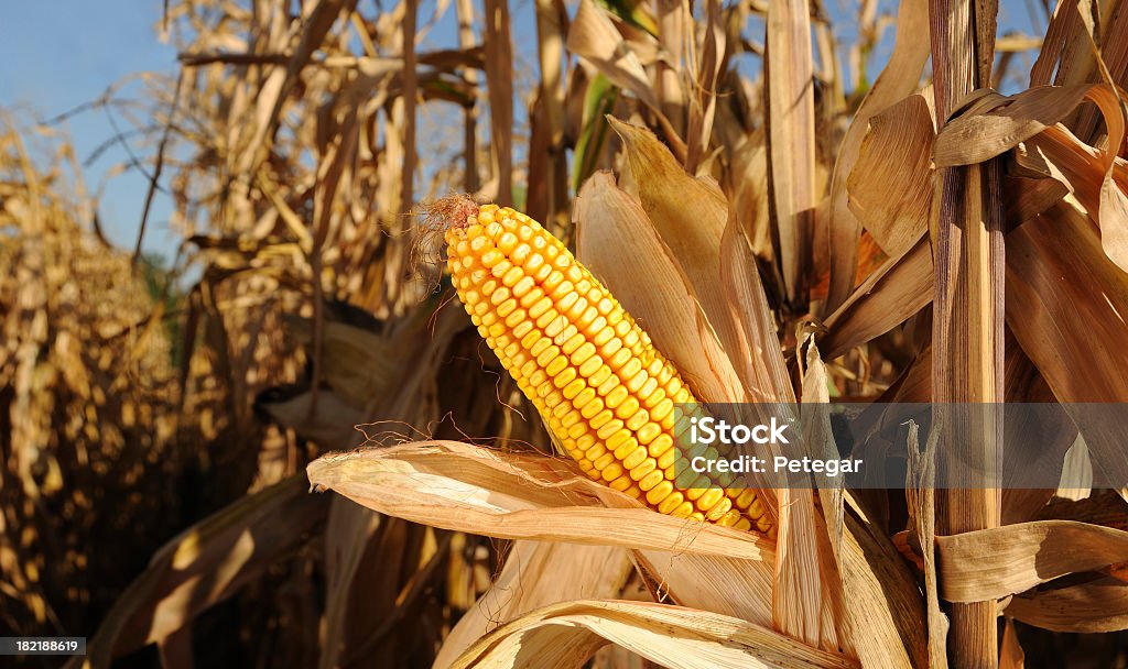 Спелые Сахарная кукуруза (кукурузный) в полевых условиях - Стоковые фото Кукуруза роялти-фри