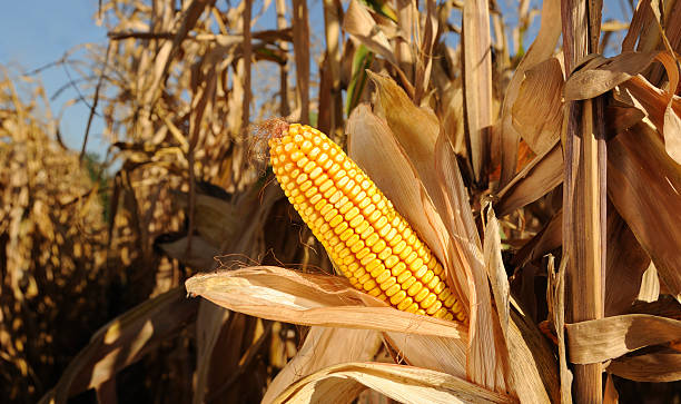 спелые сахарная кукуруза (кукурузный) в полевых условиях - corn on the cob стоковые фото и изображения