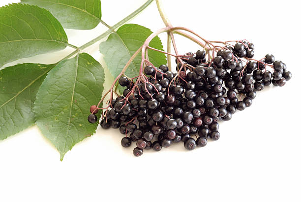 엘더베리 및 휴가 흰색 표 - elderberry 뉴스 사진 이미지