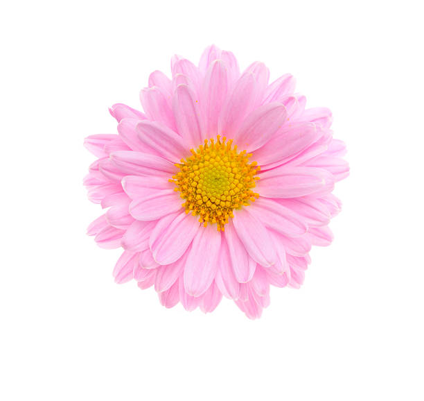 istock Pink flower isolated on white 182188840