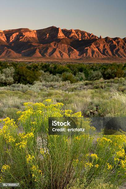 スプラッシュの黄色 - ニューメキシコ州のストックフォトや画像を多数ご用意 - ニューメキシコ州, 写真, 屋外