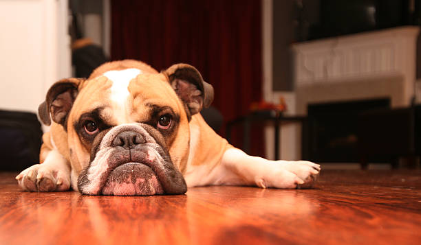 bored puppy stock photo