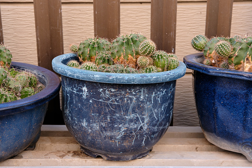 Large blue flowerpots with succulents on a wooden bench.