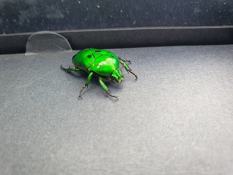 Beautiful metallic green beetles are losing their colonies