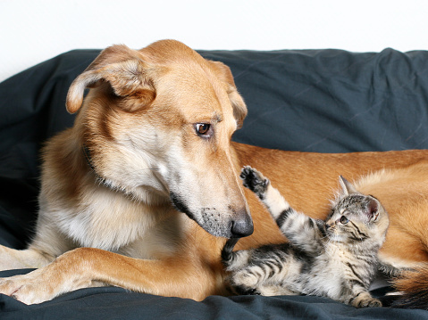 Dog and kitten playing together