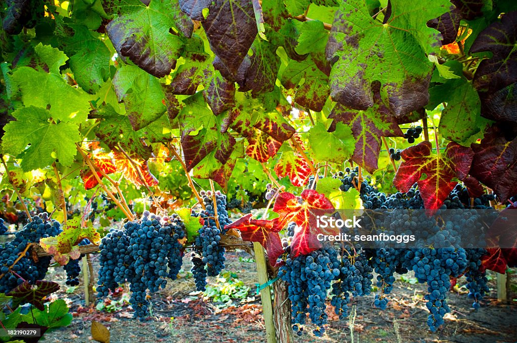 Hojas otoñales en vineyard con uvas de fondo - Foto de stock de Valle de Napa libre de derechos