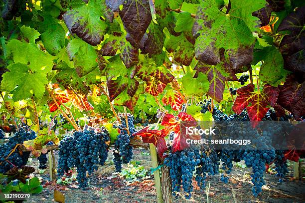 Hojas Otoñales En Vineyard Con Uvas De Fondo Foto de stock y más banco de imágenes de Valle de Napa - Valle de Napa, Viña, Agricultura