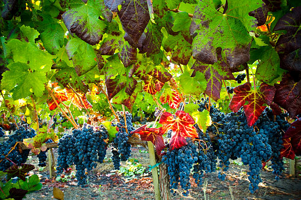 ripe cabernet grapes ready for harvest