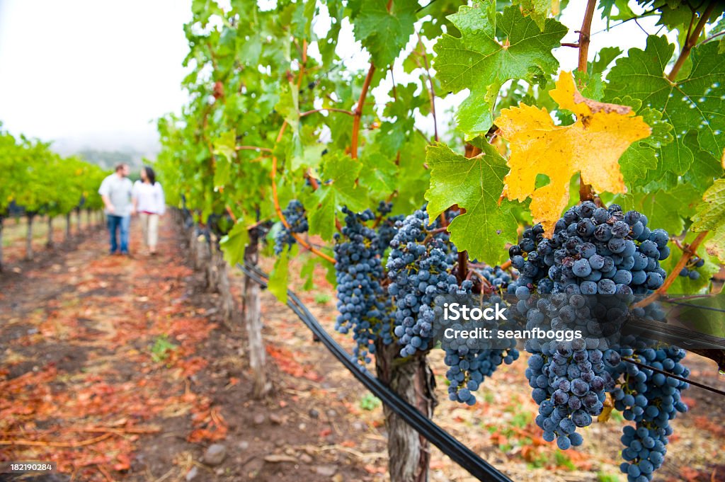 Pareja caminando entre uva vines en Napa y Sonoma, California - Foto de stock de Parejas libre de derechos