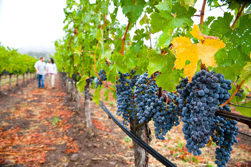 Couple walking amoung Cabernet Sauvignon grapes on the vine in Napa Sonoma California with copy-space.