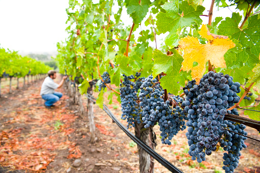 Man inspecting vineyard grapes at winery in Napa, Sonoma California with copy-space.