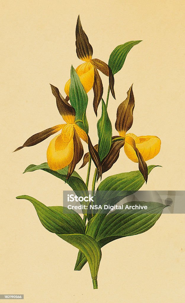 Zapato de venus orchid Flower e ilustraciones/antigüedades - Ilustración de stock de Anticuado libre de derechos