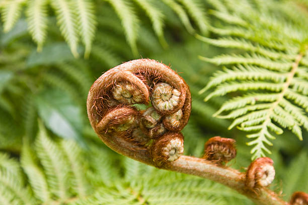 istock New tree fern frond uncurling 182190568