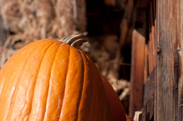 Calabaza - foto de stock