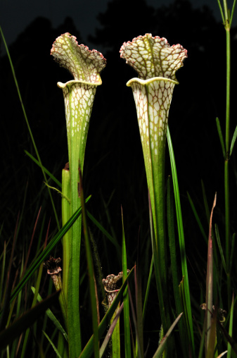 Verigated pitcher plants in a wetland area.