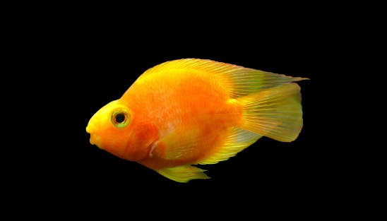 Blood Parrot Cichlid isolated on black background.