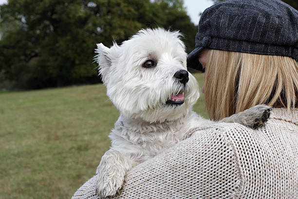 istock Beno the Westie held on shoulder of fair haired owner 182191176