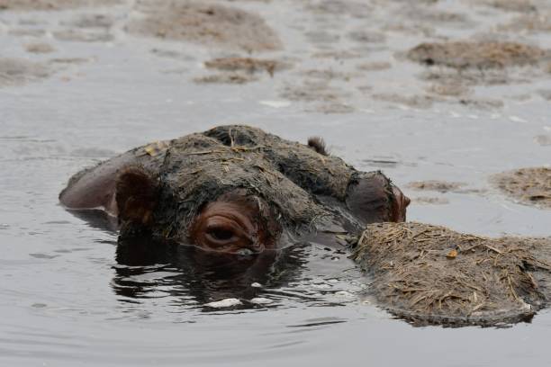 hipopotam w wodzie  - hippopotamus animal teeth large dirty zdjęcia i obrazy z banku zdjęć