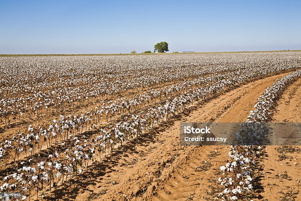 Raccolto di cotone a righe con albero arrotondato a distanza - Foto stock royalty-free di Fattoria