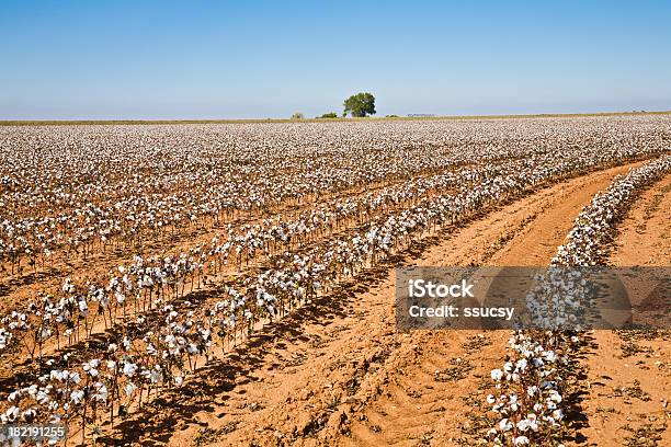 Raccolto Di Cotone A Righe Con Albero Arrotondato A Distanza - Fotografie stock e altre immagini di Fattoria