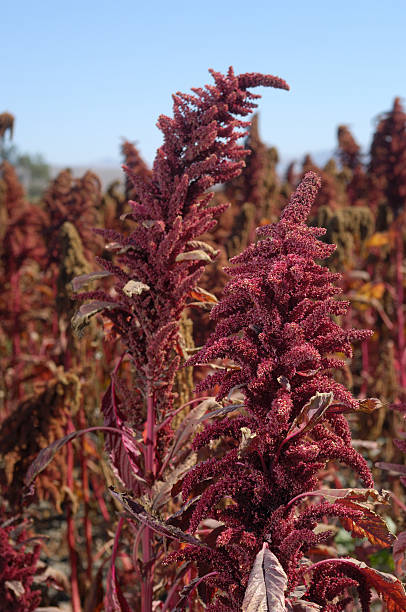 istock Close-up of Amaranth Grain 182191580