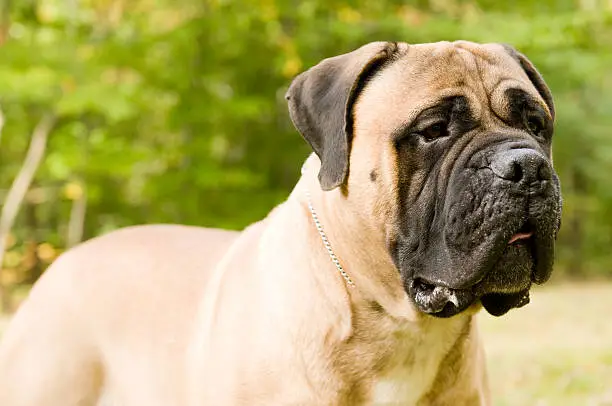 A portrait of a Bull Mastiff purebred dog