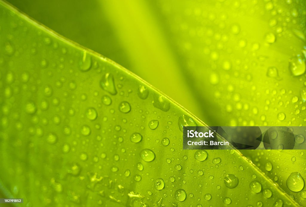 Banana leaf - Lizenzfrei Bananenblatt Stock-Foto
