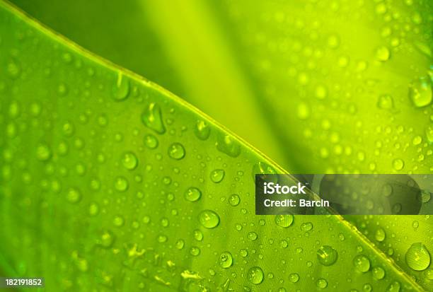 Banana Leaf Stockfoto und mehr Bilder von Bananenblatt - Bananenblatt, Gedeihend, Grün