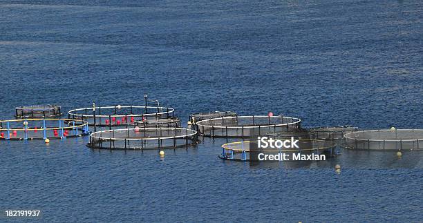 Fish Farm Stockfoto und mehr Bilder von Aquakultur - Aquakultur, Auf dem Wasser treiben, Fischereinetz