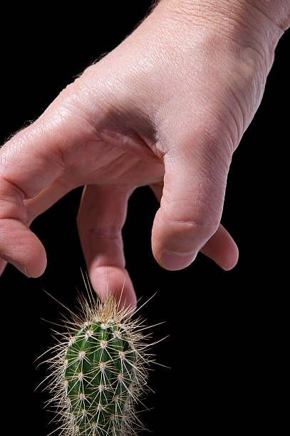 istock Do not touch, hand about to grab a miniature cactus 182192016