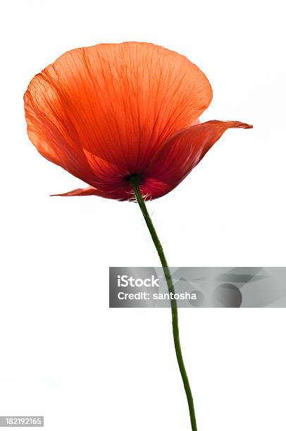 A Single Red Flower On White Background Stock Photo - Download Image Now - Poppy - Plant, White Background, Beauty In Nature