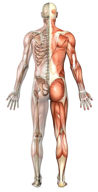 Human body of a man with transparent muscles and skeleton "Human body of a man anatomical correctly, with transparent muscles and skeleton for study, on rear view, great to be used in medicine works and health. Isolated on a white background." deltoid photos stock pictures, royalty-free photos & images