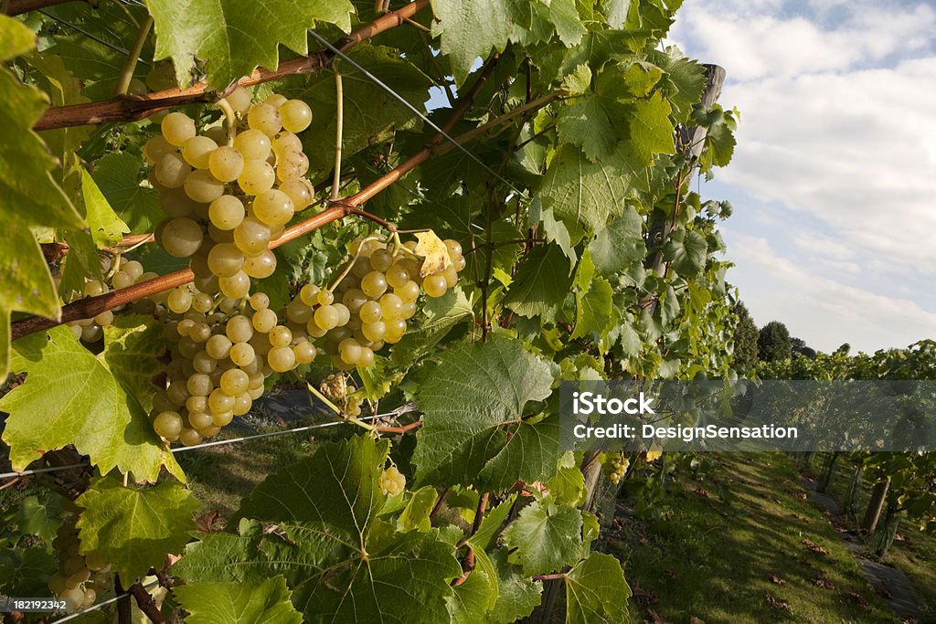 Uva Rippening el Vines - Foto de stock de Agricultura libre de derechos