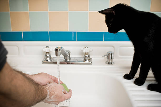 Lavarsi le mani con gatto guardando - foto stock