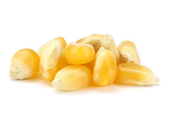 grain of maize