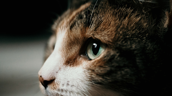 Brown Tabby Domestic Cat, Close-up of Eyes