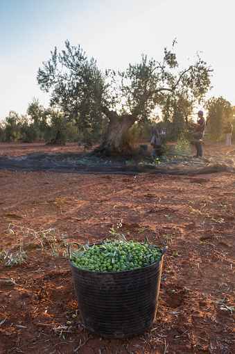 Laborers collecting olives carefully from the branch to the basket. Olives bucket at the forefront.