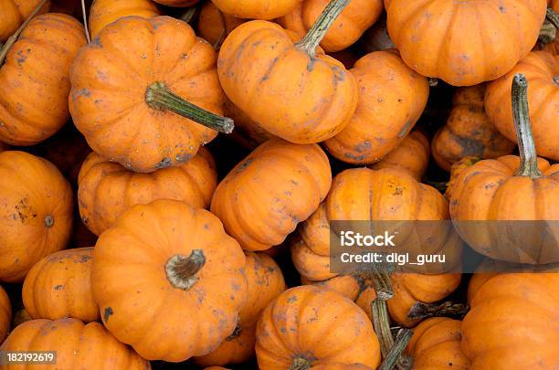 Mucchio Di Mini Zucche - Fotografie stock e altre immagini di Antigienico - Antigienico, Arancione, Autunno