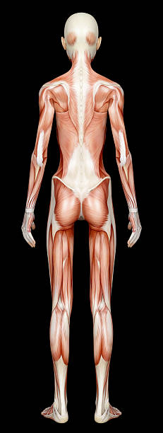 istock Muscles of a emaciated woman, for study 182192648