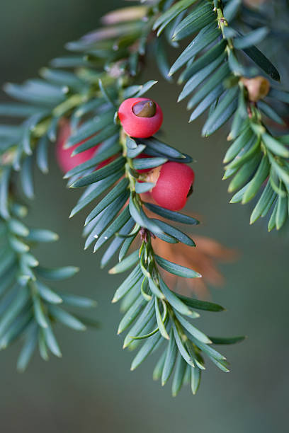 European Yew Taxus Baccata