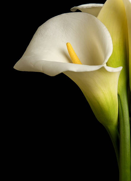 istock Calla Lily Flower with Black Background 182193058