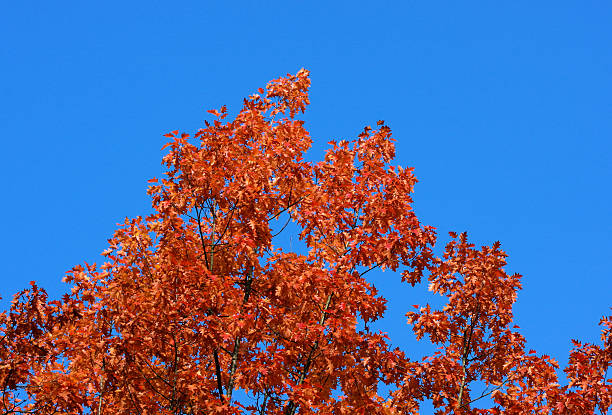 scoppio di colore - outburst foto e immagini stock