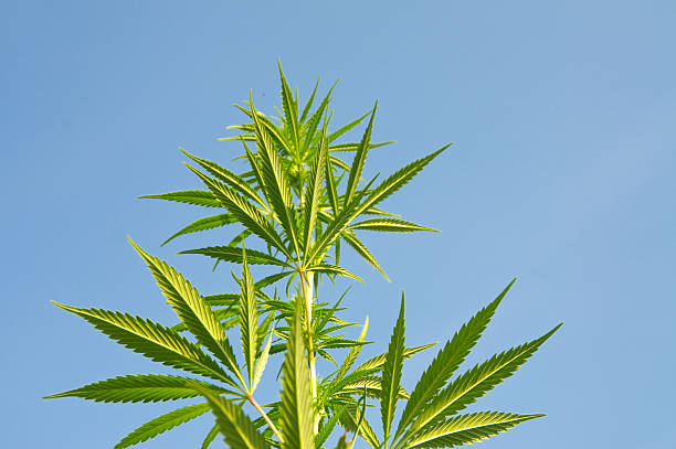 istock Marijuana Plant against blue sky 182193391