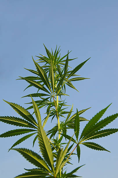 istock Marijuana Plant against blue sky 182193398