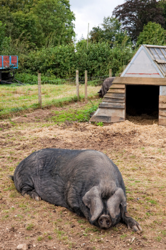 A Large Black sow and boar in their pen on a farm.