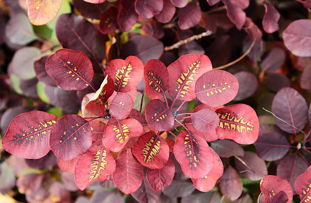 cotinus coggygria - european smoketree - fotografias e filmes do acervo