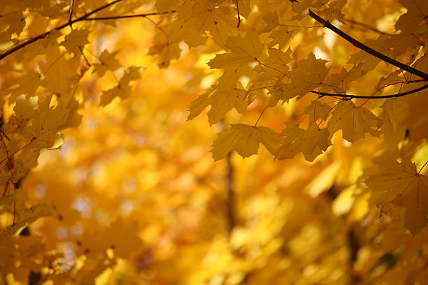istock Beautiful autumn leaves 182193744