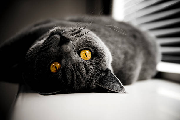 black kitten