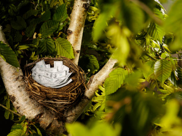 istock American Dollars in a Bird's Nest 182194465
