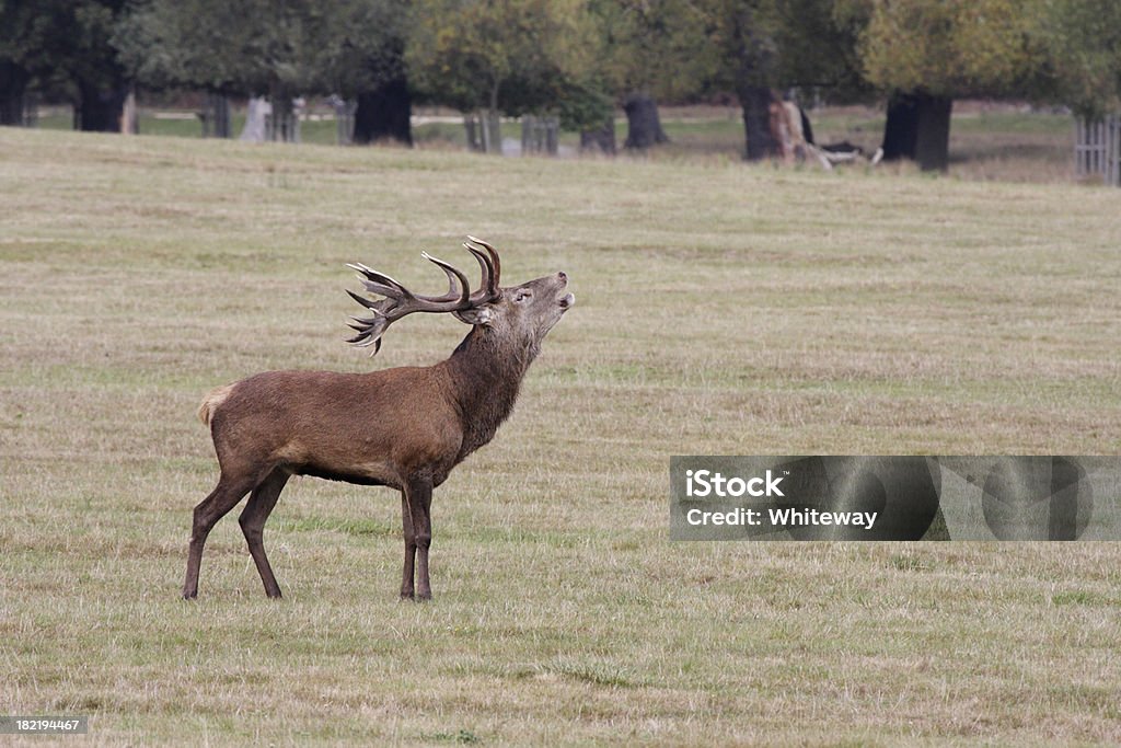 Cervo Cervo rosso dominante a terra, ruggiti al calore - Foto stock royalty-free di Ambientazione esterna